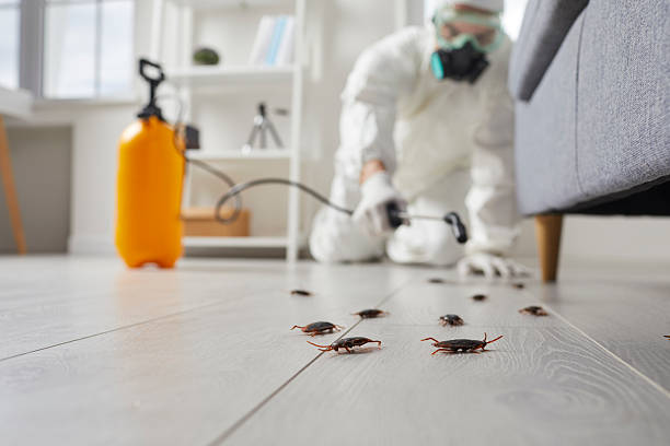 Commercial Kitchen Cockroach Control in Plains